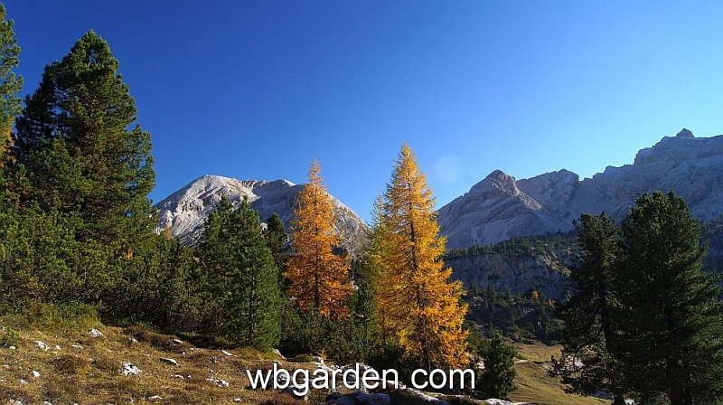 wbgarden alps 119.JPG